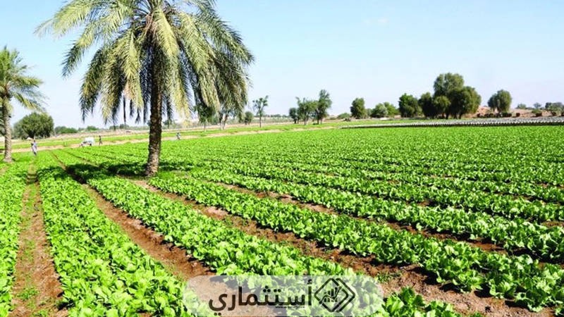 أهداف الاستثمار الزراعي في الوطن العربي