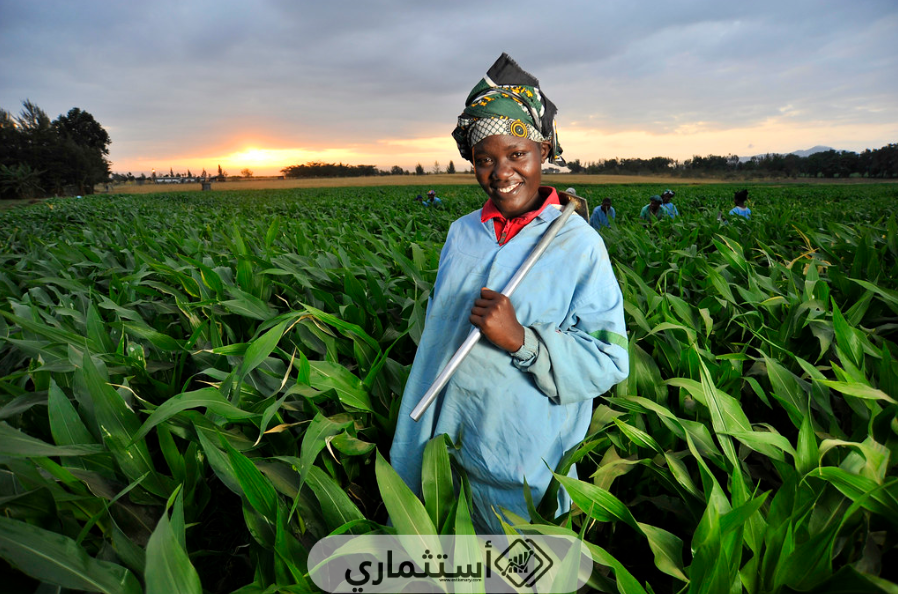 أفضل البلدان في أفريقيا للاستثمار الزراعي
