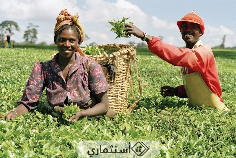 أفضل البلدان في أفريقيا للاستثمار الزراعي
