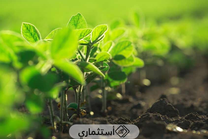 أهمية الاستثمار الزراعي